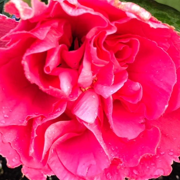 Meet your Posher, Melissa - Picture 1 of 1